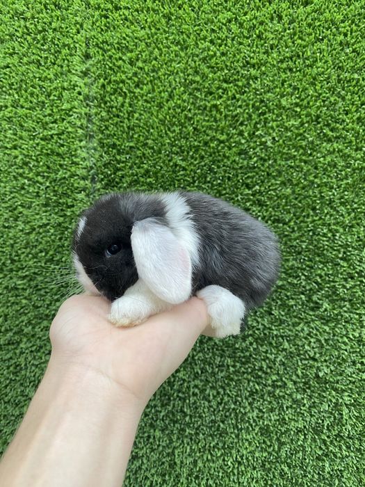 карликовые декоративные кролики