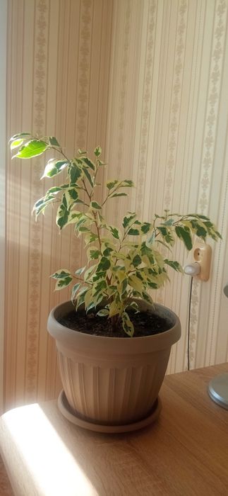 Фикус бенжамина.