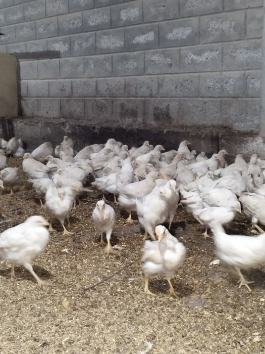 Сенди жожалари 2ойлик