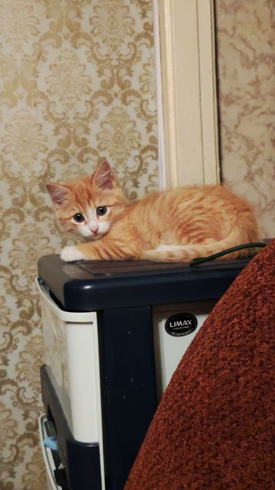 Котенок в добрые руки