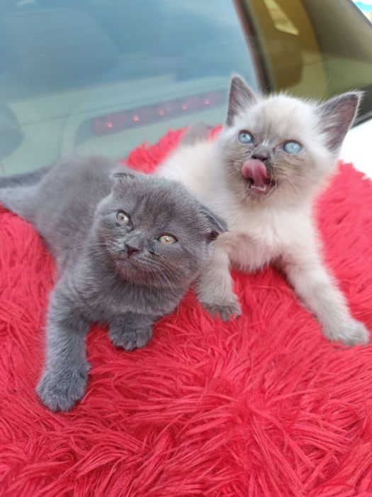 Scottish straight 1,5 oylik