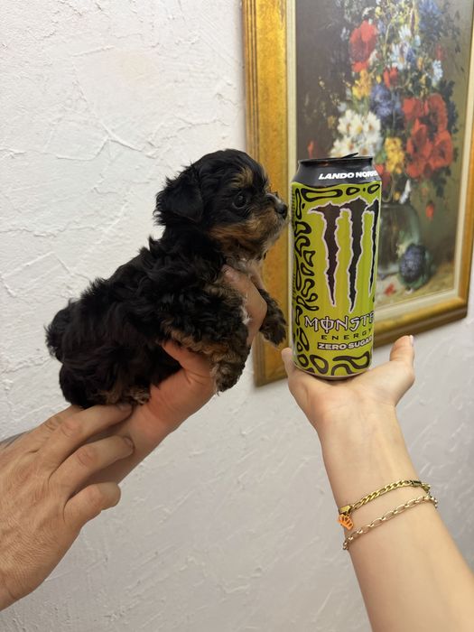 Йоркширски териер мини мъжки йорки