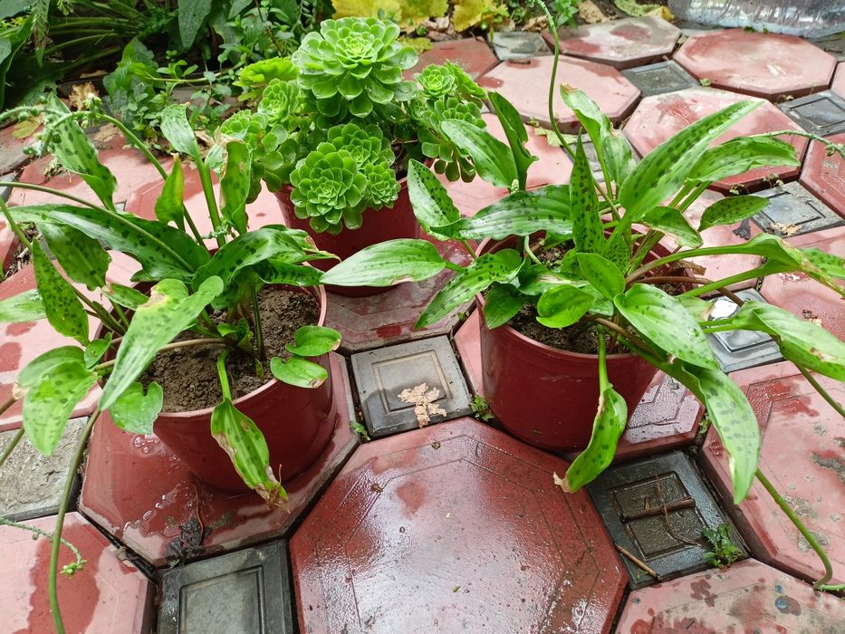 Домашние  цветы из дома Хлорофитум , алоэ , денежное дерево и др