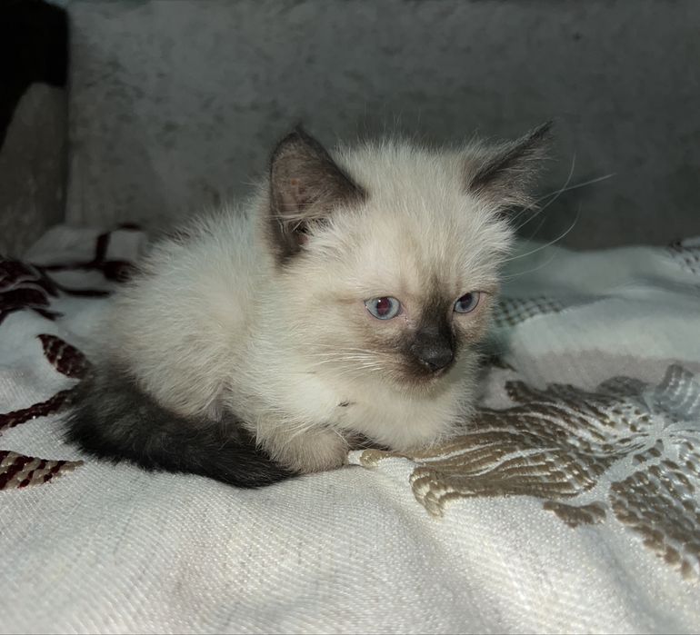 Сиамец котенок .