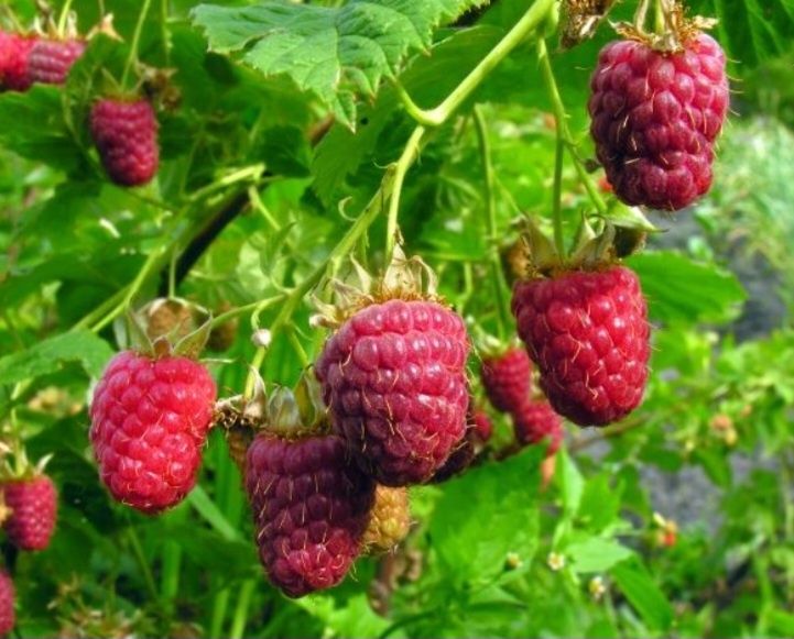 Продаю кусты малины