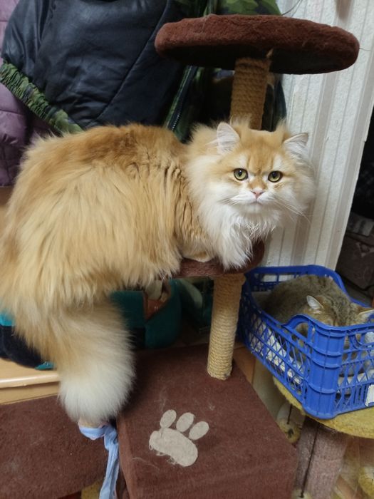 Котята окрас шиншила