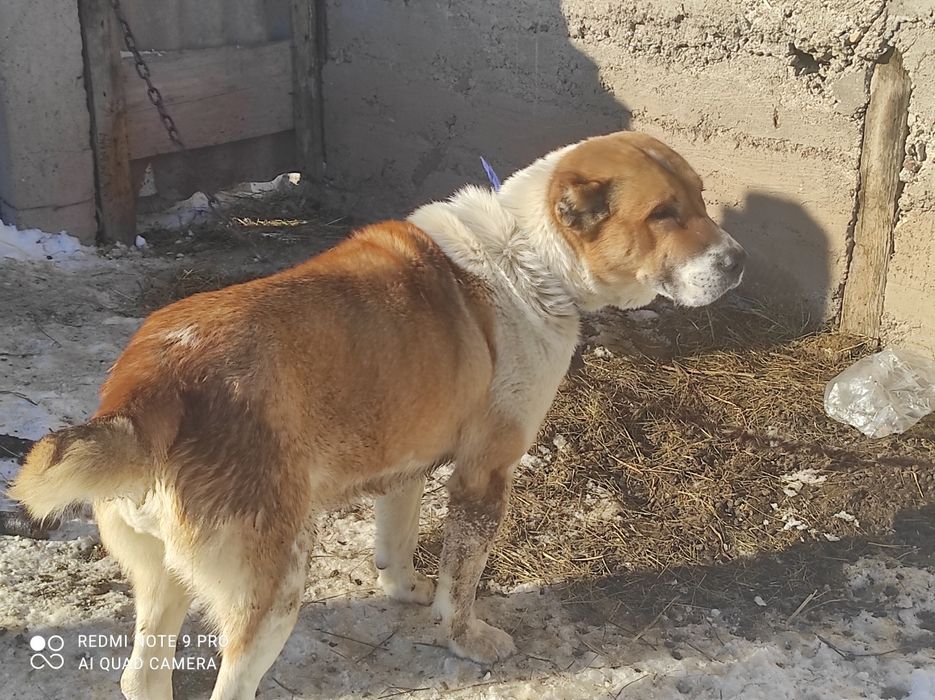 Алабай,очень дружелюбная