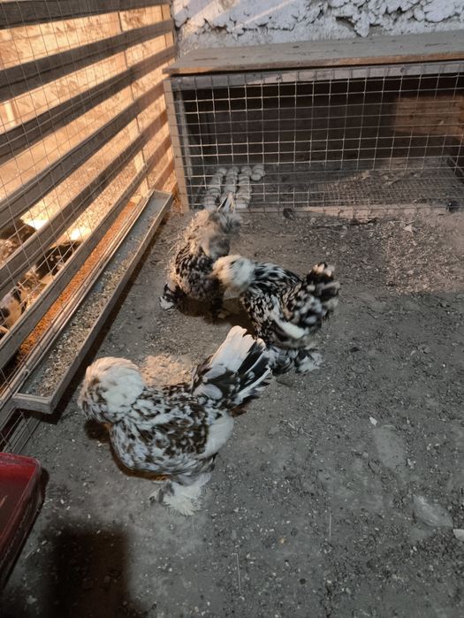 Корейский Японча