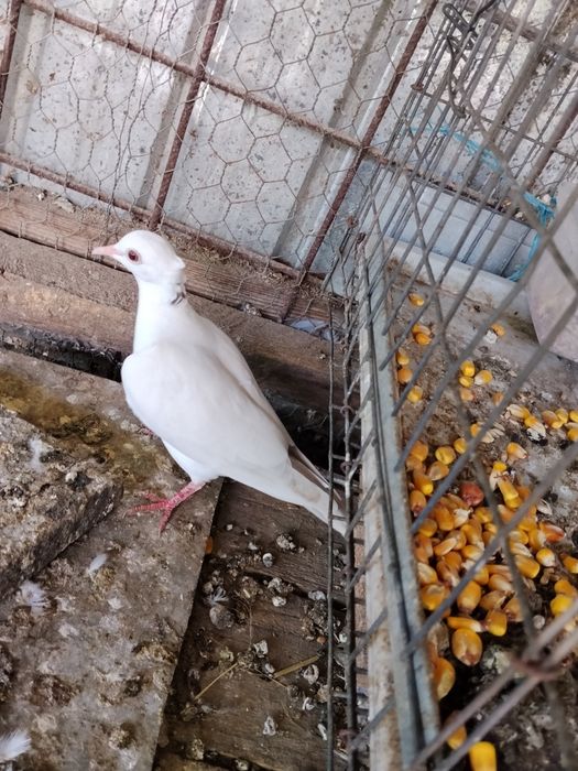 Vind rațe sălbatice.turturele  Senegal
