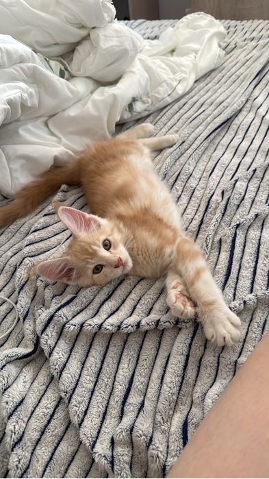 Котенок мейн кун мальчик