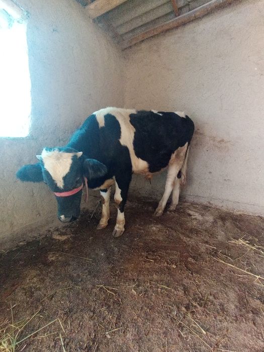 Xukiz g'unojin sotiladi