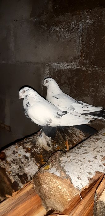 Продаются несколько пар