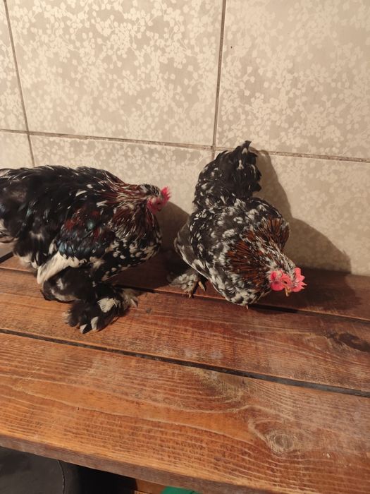 Кохинхины карликовые мраморные