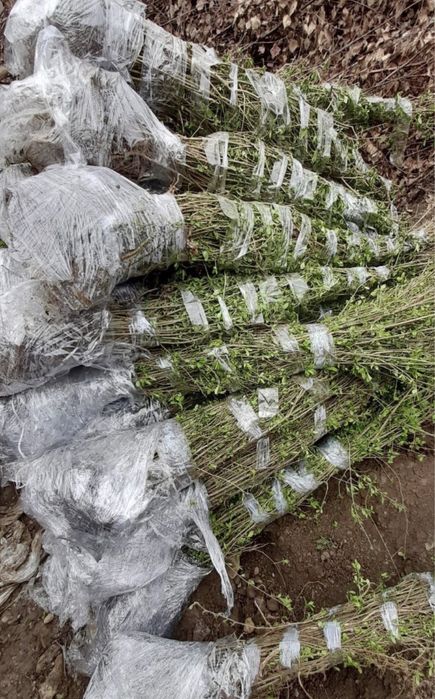 Lemn cainesc gard viu