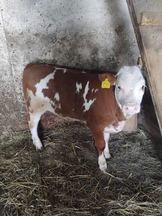 Vând un mascul și o femelă