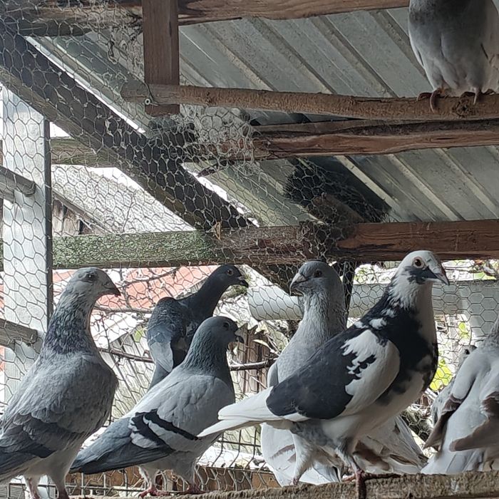 Vând porumbei înfoiați și standard