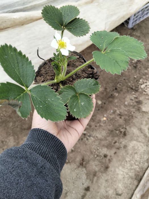 Кулупней ку́чати кареский сорт ва Изабелла сорт бор тайор ку́чат