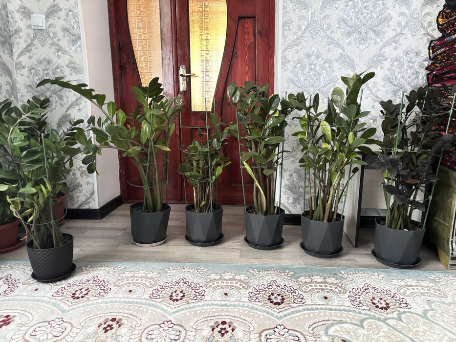 Доллар гулдер сатылады