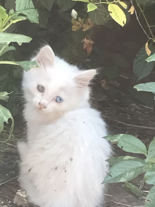 Продам ангорского котенка