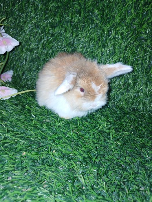 Декоративные кролики