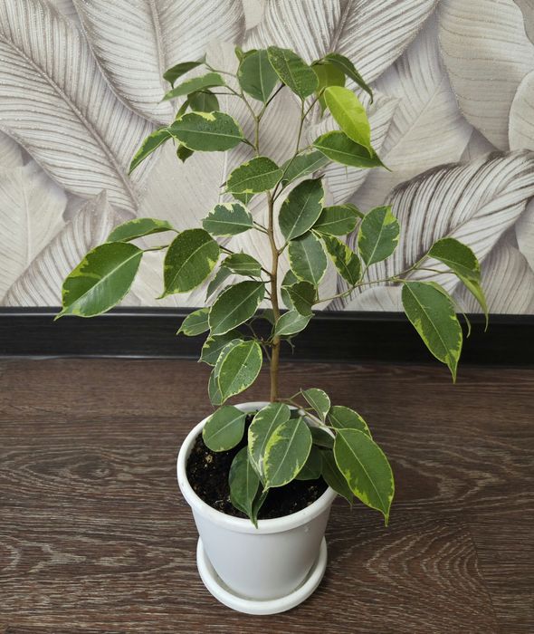 Продам комнатные цветы.