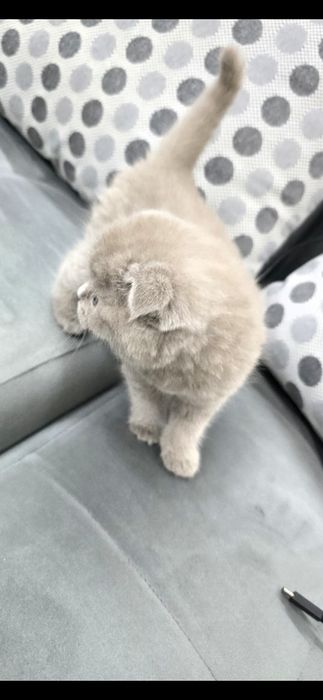 Шотландско клепоухо коте Женско