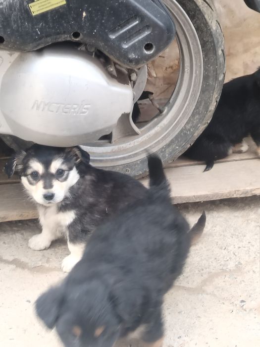 Щенки Звоночки. Бесплатно.