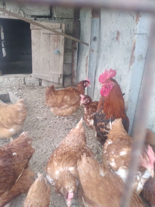 Куры (Ломанбраун)