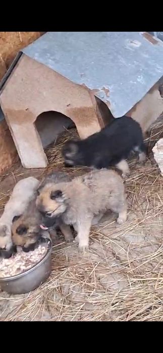 В добрые руки  щеночки