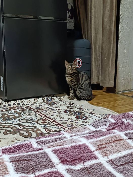 СРОЧНО продается БЕНГАЛЬСКАЯ кошка