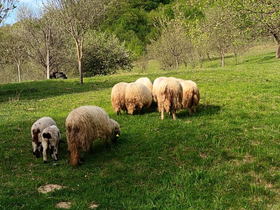 Vand 6 noatine și un berbecuț