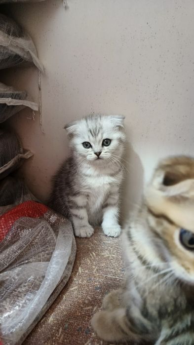 Продается  котята