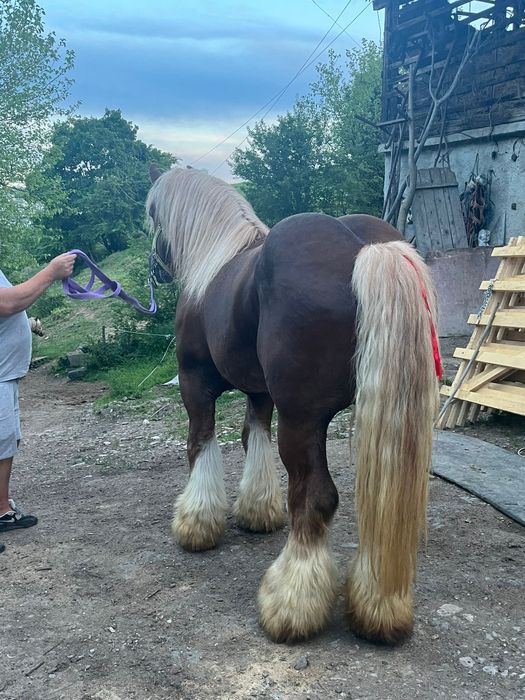 Armăsar Ardenez de montă