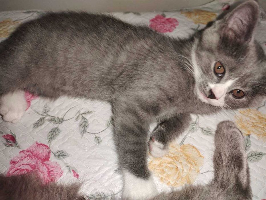 Продам котенка 2.5 месяца
