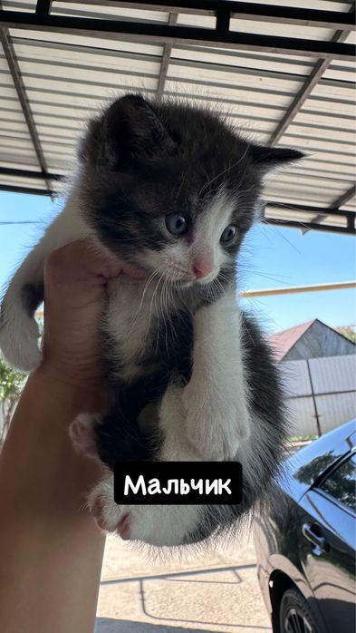 Отдам котят от мышеловки