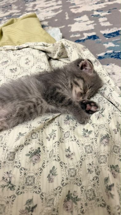 Котенок 2 месяца