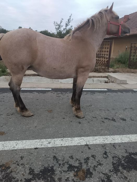 De vânzare Iapă  cu mânz