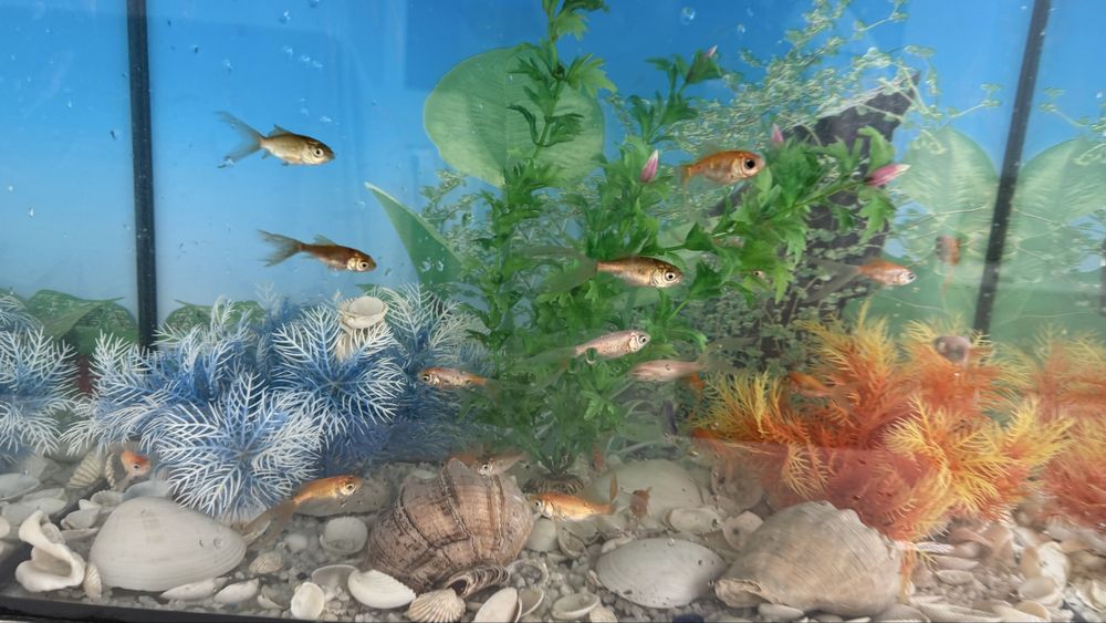 Прдам аквариум с рыбками
