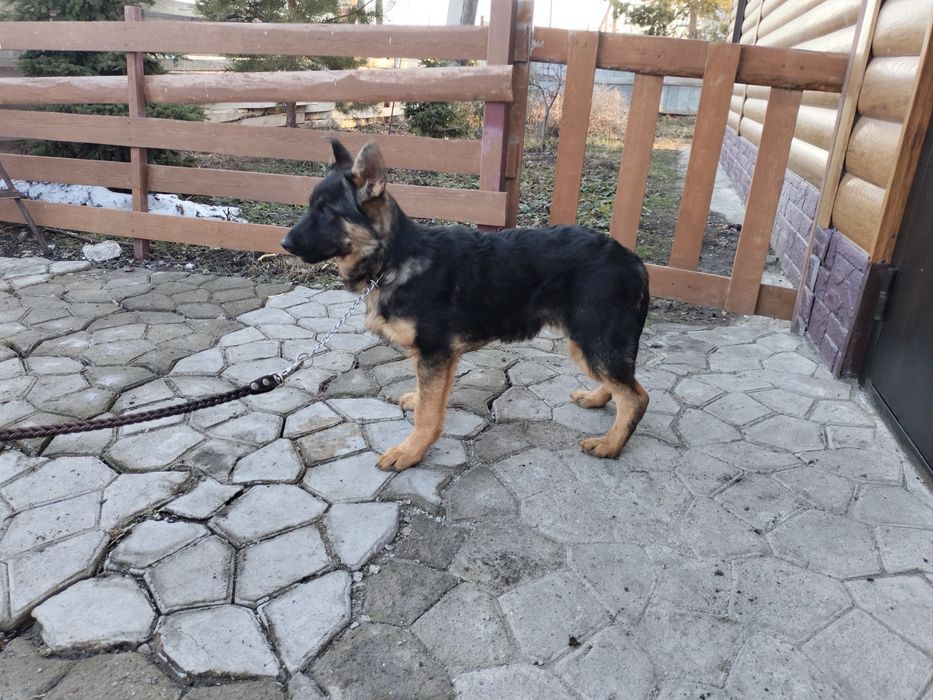 Щенки немецкой овчарки