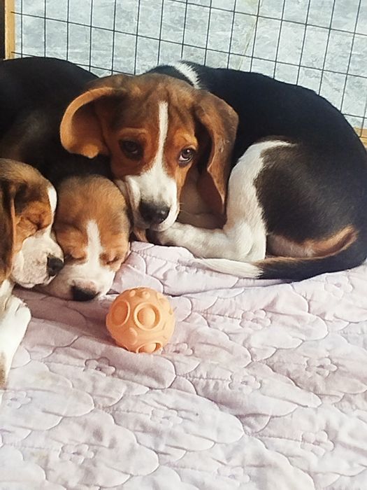 Высокопородные щенки Бигля