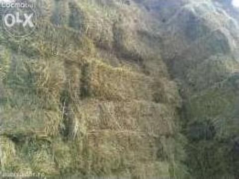 Vând baloți de fân