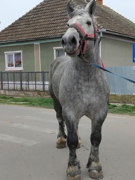 Armăsar percheron