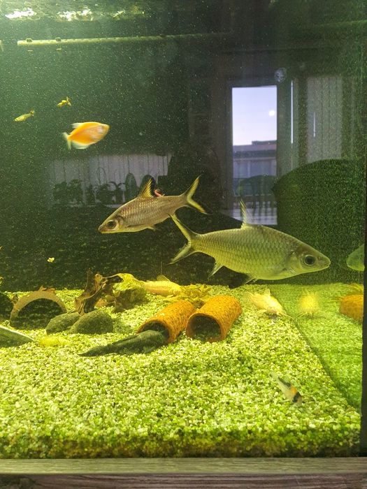 Две големи сребърни акули