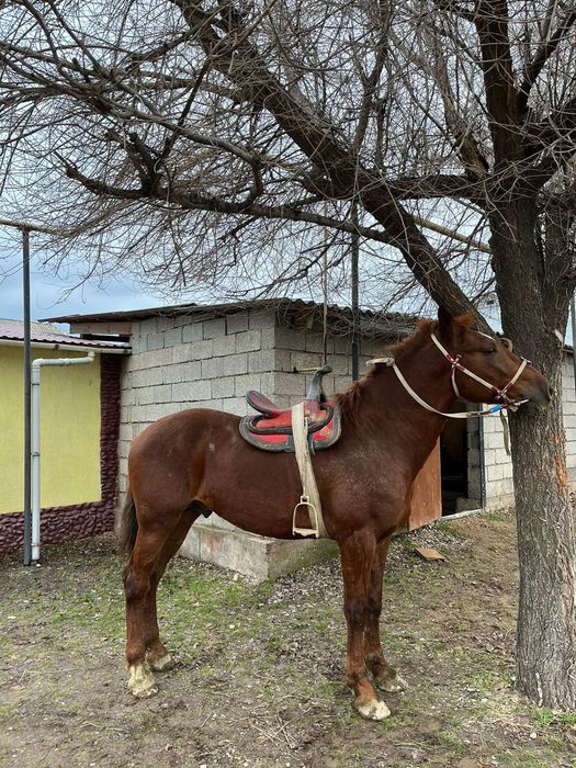 Шымкент жылқы сатылады