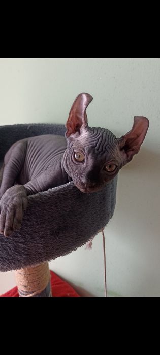 Котенок сфинкс Эльф мальчик 2.5 иес
