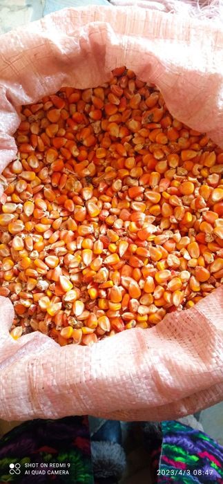 Makka jōhori sotiladi