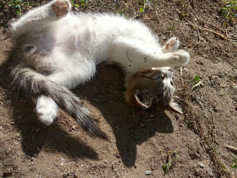 Котенок мальчик бесплатно