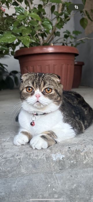 Skotish fold 1.5 yosh sotilmaydi vyazka uchun