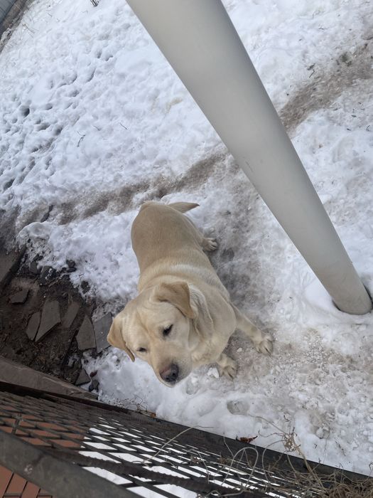 Собака порода Лабрадор