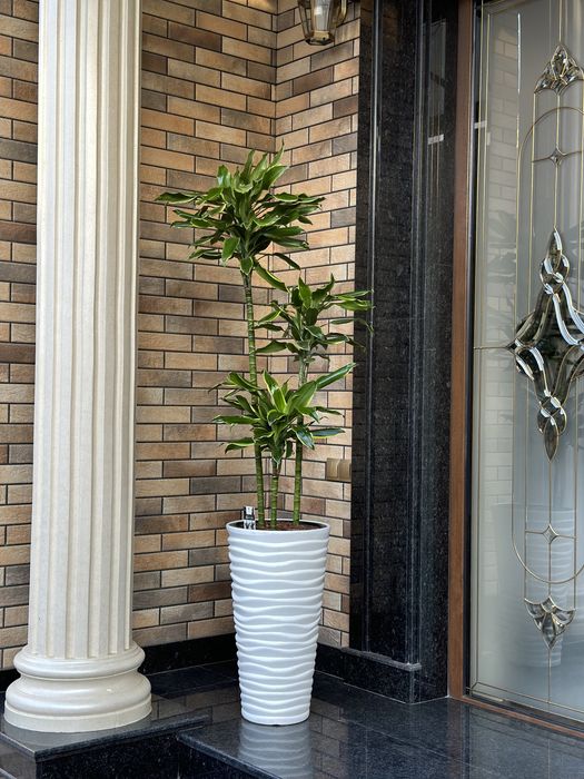 Растения в горшках для офиса и дома